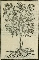 An illustration from Emblemes d'Alciat : en latin et francois vers povr vers (1574)