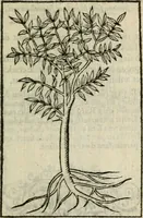 An illustration from Emblemes d'Alciat : en latin et francois vers povr vers (1574)
