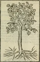 Picture 218 of 230 from Emblemes d'Alciat : en latin et francois vers povr vers (1574), leaf 320
