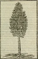 An illustration from Emblemes d'Alciat : en latin et francois vers povr vers (1574)