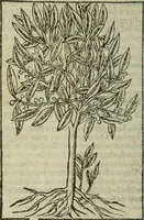An illustration from Emblemes d'Alciat : en latin et francois vers povr vers (1574)