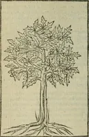 An illustration from Emblemes d'Alciat : en latin et francois vers povr vers (1574)