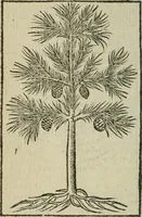 An illustration from Emblemes d'Alciat : en latin et francois vers povr vers (1574)