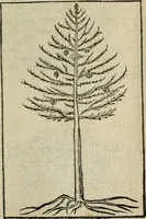 Picture 223 of 230 from Emblemes d'Alciat : en latin et francois vers povr vers (1574), leaf 330