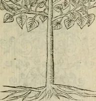 An illustration from Emblemes d'Alciat : en latin et francois vers povr vers (1574)