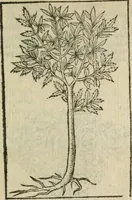 An illustration from Emblemes d'Alciat : en latin et francois vers povr vers (1574)