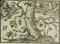 An illustration from Emblemes d'Alciat : en latin et francois vers povr vers (1574)