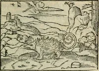 An illustration from Emblemes d'Alciat : en latin et francois vers povr vers (1574)