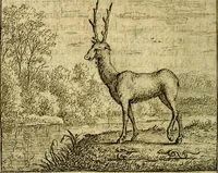 An illustration from Emblemes sacrez svr le tres-saint et tresadorable sacrement de l'evcharistie (1667)