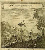 An illustration from Emblemes sacrez svr le tres-saint et tresadorable sacrement de l'evcharistie (1667)
