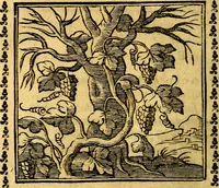 Picture 152 of 200 from Emblemi. Dal latino nel vulgare italiano ridotti, contenenti il fiore et la sostanza de' più scelti scrittori & delle più celebri discipline dell'vniuerso, ripieni di ottimi consigli & saluteuoli documenti, per l'vso ciuile et morale della vita humana (1626), leaf 247