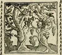 Picture 105 of 215 from Emblemi di Andrea Alciato, huomo chiarissimo, dal latino nel vulgare italiano ridotti (1626), leaf 156