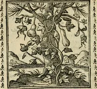 Picture 131 of 215 from Emblemi di Andrea Alciato, huomo chiarissimo, dal latino nel vulgare italiano ridotti (1626), leaf 195