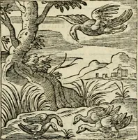 Picture 146 of 215 from Emblemi di Andrea Alciato, huomo chiarissimo, dal latino nel vulgare italiano ridotti (1626), leaf 218