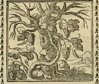 Picture 166 of 215 from Emblemi di Andrea Alciato, huomo chiarissimo, dal latino nel vulgare italiano ridotti (1626), leaf 247