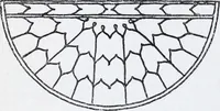 An illustration from Embroidery : a collection of articles on subjects connected with the study of fine needlework, including stitches, materials, methods of work, and designing, and history ... (1909)