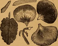 An illustration from Embroidery and fancy work, containing directions for embroidering, painting, modelling, carving, etc (1899)