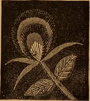 An illustration from Embroidery and fancy work, containing directions for embroidering, painting, modelling, carving, etc (1899)
