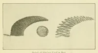 Picture 9 of 18 from The embroidery guide (1910), leaf 14