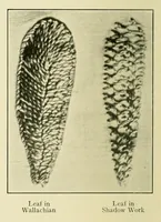 Picture 14 of 18 from The embroidery guide (1910), leaf 24