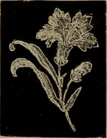An illustration from Embroidery and lace: their manufacture and history from the remotest antiquity to the present day. A handbook for amateurs, collectors and general readers (1888)
