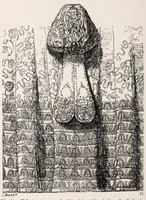 Picture 9 of 18 from Embroidery and lace; their manufacture and history (1899), leaf 158