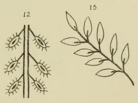 Picture 10 of 19 from An embroidery pattern book (1917), leaf 99
