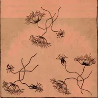 An illustration from Embroidery silks (1900)