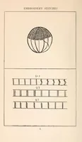 An illustration from Embroidery stitches (1912)