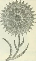 An illustration from Embroidery and tapestry weaving : a practical text-book of design and workmanship (1912)