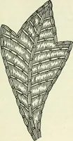 An illustration from Embroidery and tapestry weaving : a practical text-book of design and workmanship (1912)