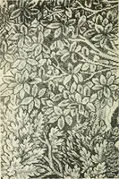 An illustration from Embroidery and tapestry weaving : a practical text-book of design and workmanship (1912)
