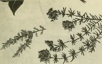 An illustration from Embroidery and tapestry weaving : a practical text-book of design and workmanship (1912)