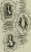 An illustration from [Embroidery and textile designs (1875)
