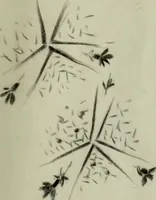 An illustration from [Embroidery and textile designs (1875)