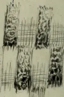 Picture 78 of 106 from [Embroidery and textile designs (1875), leaf 242