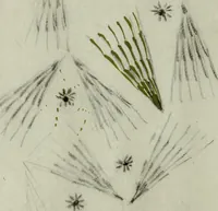 An illustration from [Embroidery and textile designs (1875)