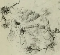 Picture 84 of 106 from [Embroidery and textile designs (1875), leaf 248