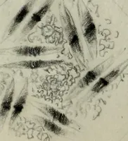 Picture 92 of 106 from [Embroidery and textile designs (1875), leaf 250