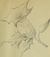 An illustration from [Embroidery and textile designs (1875)