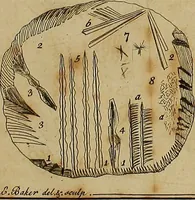 Picture 11 of 60 from Employment for the microscope : in two parts (1764), leaf 117