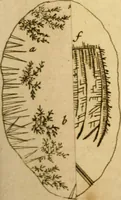 An illustration from Employment for the microscope : in two parts (1764)