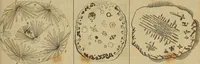 An illustration from Employment for the microscope : in two parts (1764)