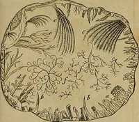 An illustration from Employment for the microscope : in two parts (1764)