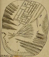 An illustration from Employment for the microscope : in two parts (1764)