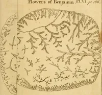 An illustration from Employment for the microscope : in two parts (1764)