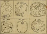 An illustration from Employment for the microscope : in two parts (1764)