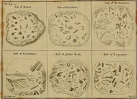 An illustration from Employment for the microscope : in two parts (1764)