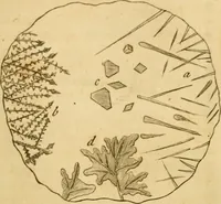 An illustration from Employment for the microscope : in two parts (1764)