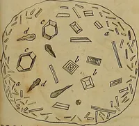 An illustration from Employment for the microscope : in two parts (1764)
